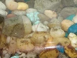 What are these small grayish colored worms