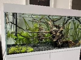 55 gallon stocking