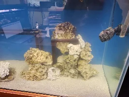 I accidentally used safe start for a saltwater tank