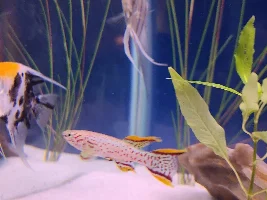 P82 gardneri killifish male and female