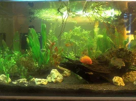 Restocking The 90Gal