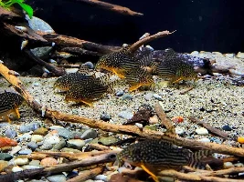 Cory cats are addicting