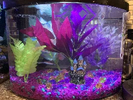 Pregnant guppy?!