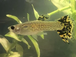 pls let my guppies be pregnant