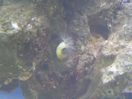 New Reef Setup - Pics And Id Please!