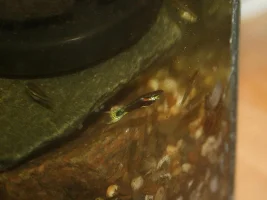 Black cobra endler