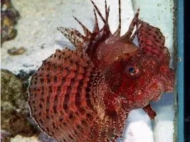 Twin Spot Lionfish