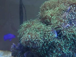 The Journal Of A Marine Beginner