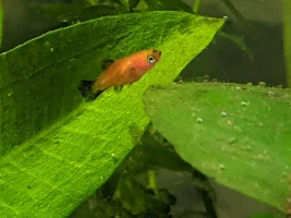 Does my Molly look pregnant?