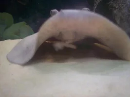 Skinny Ray