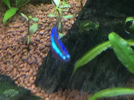 Cardinal tetra with curved spine!!??