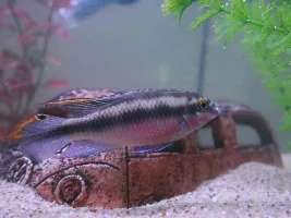 My Tank...