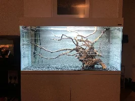Fish that eat mould/algae