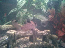 Please Help Id My Cories
