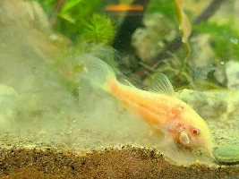 Cories, lots of cories.