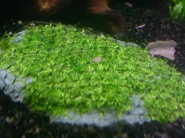 Paul's 2x1x1 Ft First Proper Attempt At A Planted Tank