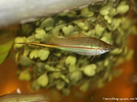 Alvarezi swordtails...