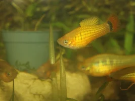 Self collected platies
