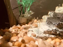 native north American darter fish