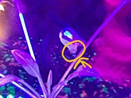 What is wrong with my fancy black tailed guppy!???