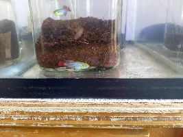 Nothobranchius breeding set up .