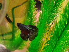 What kind is my Betta?