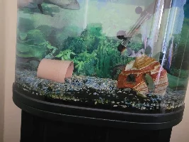 Help just rescued two electric blue acaras