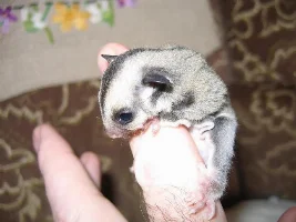 May Pet Of The Month Nominations