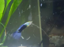 Help, my Guppy is going to die.
