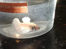 Help Determining Sex of Betta