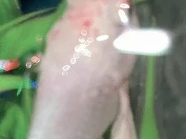 Please Help Betta sick