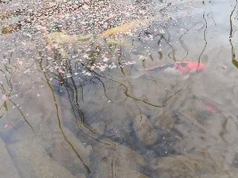Identifying Koi