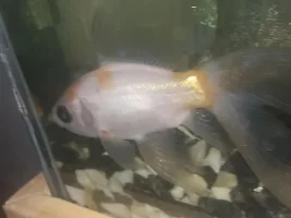 GOLDFISH PROLAPSED ANUS AND WHITE STRINGY POOP