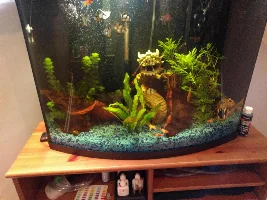 Only My Tiger Barbs are Dying?