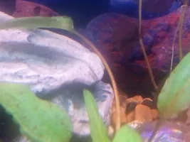 Mayfly/damselfly help please