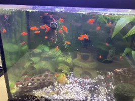 Red Wagtail Platy