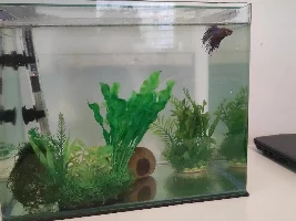 Filter recommendation for 5Galoon betta tank