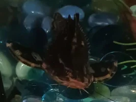 Can anybody tell me what kind of fish Is this ?