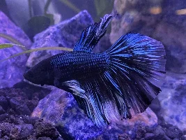 Betta’s clear fins turning pink - is this an infection?