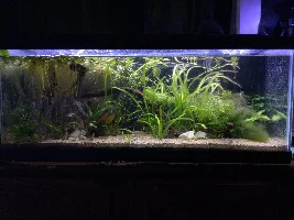 Aquascaper 20g