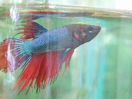 Calling All Betta Owners
