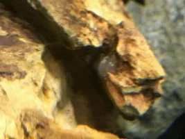 Fish eggs or algae?