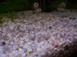 Black Piranha