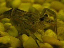 shrimp