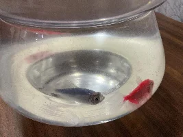 My new fish