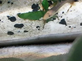 Algea eaters identification