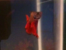 Hello! First Fish Tank :d