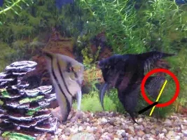 Angel Fish