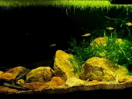 Rocks weigth / aquarium glass