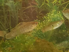 I caught wild sailfin mollies